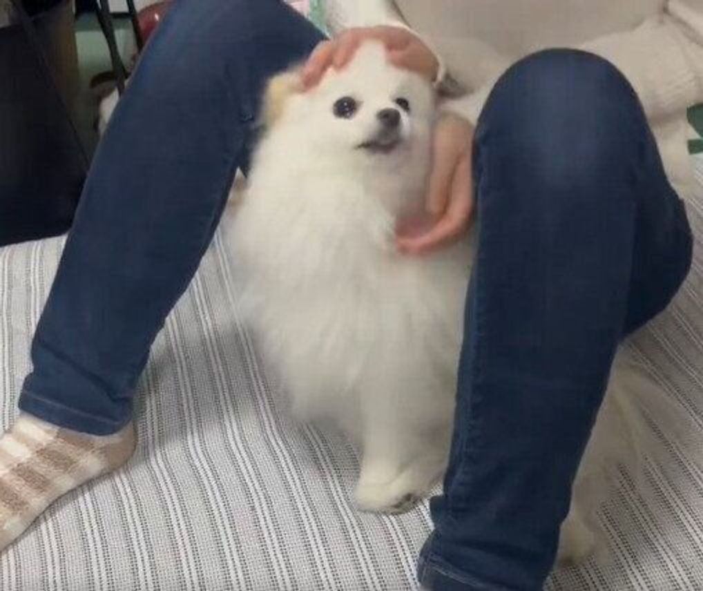 犬 足 の 間 に 入っ て くる
