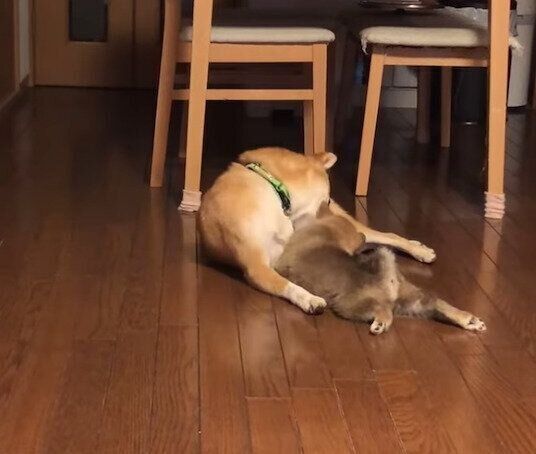 わさびくんにちょっかいを出すもずくくん