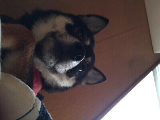 顔舐めで起こしにくるさくらちゃん