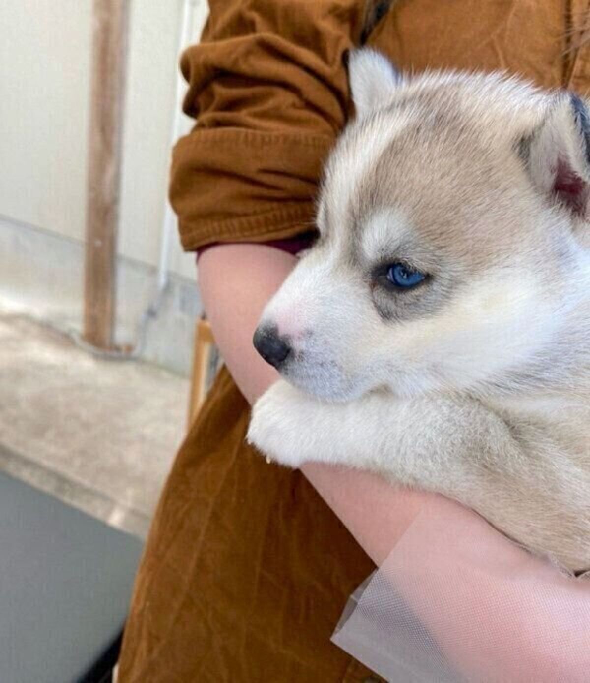 ハスキー子犬の横顔を比較すると 伸び具合 がスゴい 1才になった現在の姿にグッとくる いぬのきもちweb Magazine ハスキー子犬の横顔を比較すると 伸び具合 がスゴい 1才になった現在の姿にグッとくる いぬのきもちweb Magazine