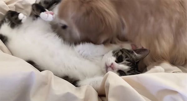 ゴールデン・レトリーバーと猫