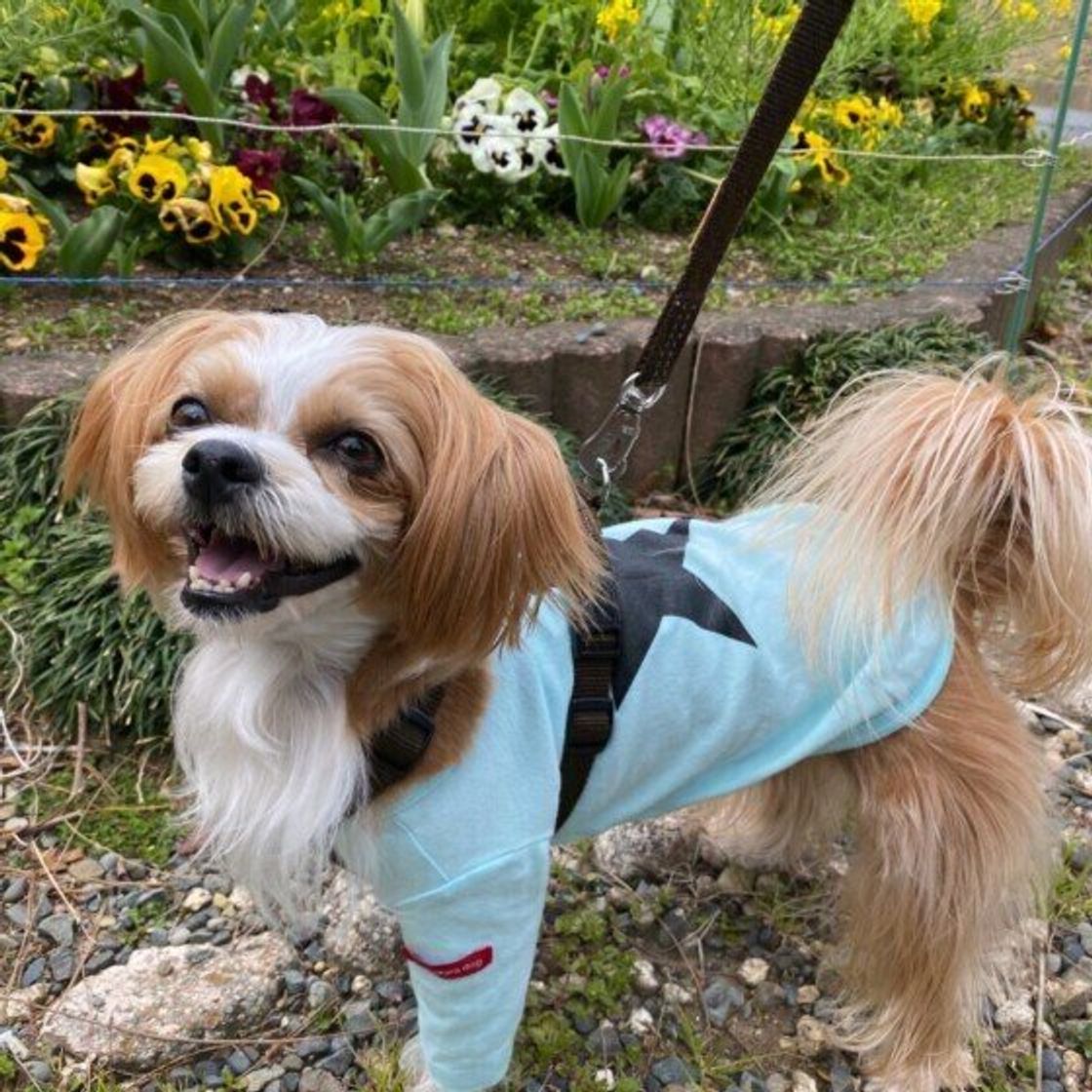 散歩日和の季節こそ注意が必要 犬が 誤食する と危険な身近な植物5つ いぬのきもちweb Magazine 散歩日和の季節こそ注意が必要 犬が 誤食する と危険な身近な植物5つ いぬのきもちweb Magazine