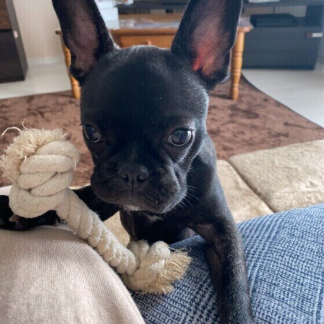 犬が クーン と鳴いているときに考えられる気持ちは 獣医師が解説 いぬのきもちweb Magazine 犬が クーン と鳴いているときに考えられる気持ちは 獣医師が解説 いぬのきもちweb Magazine