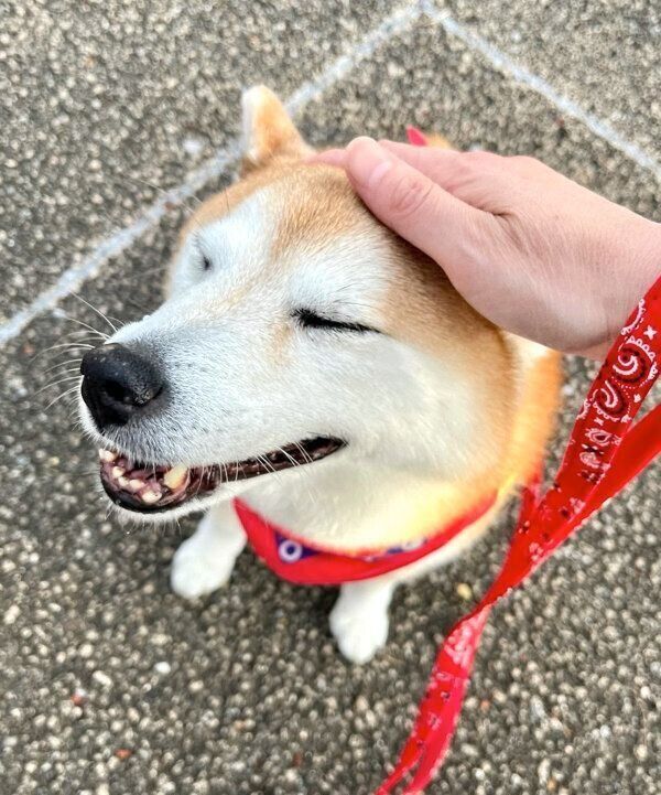 嬉しそうなまるちゃん