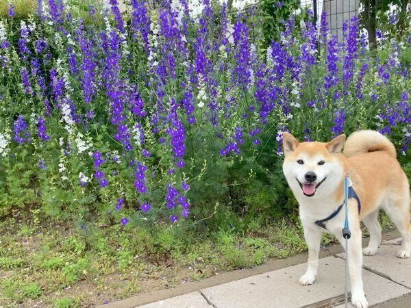 お散歩を楽しむ福丸くん