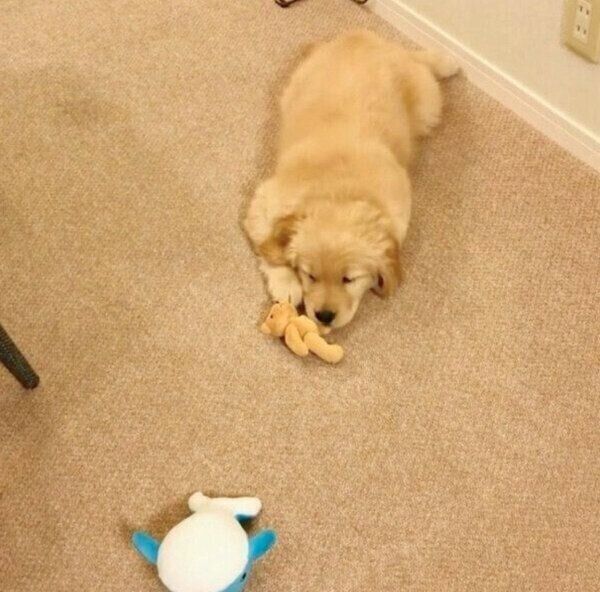 寝る時間なのに、突然スイッチが入ってしまったパピー時代のコメちゃん