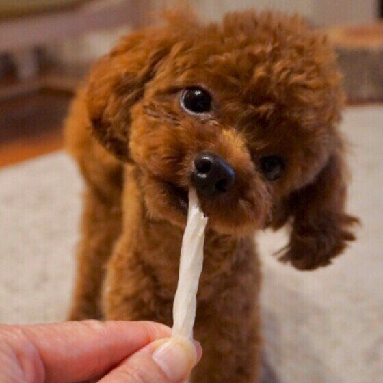 ガムを噛むトイ・プードル