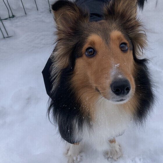 雪の散歩。シェルティーのエソラちゃん