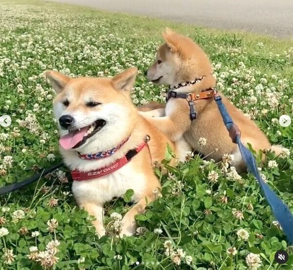 お散歩するあくびちゃん、むくりちゃん