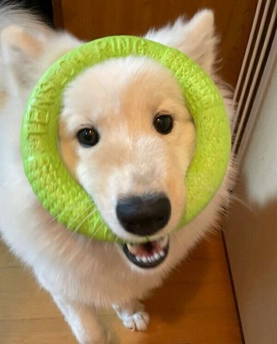 おもちゃで遊ぶおもちちゃん