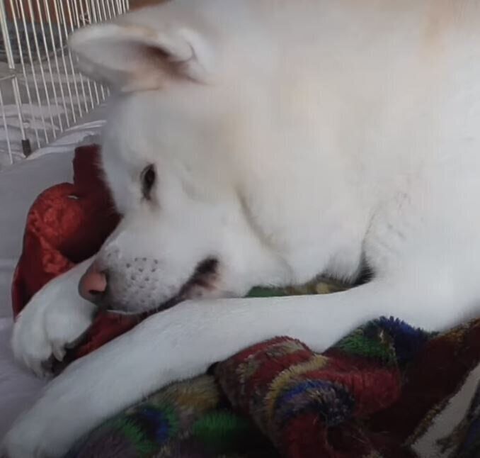 毛布と秋田犬