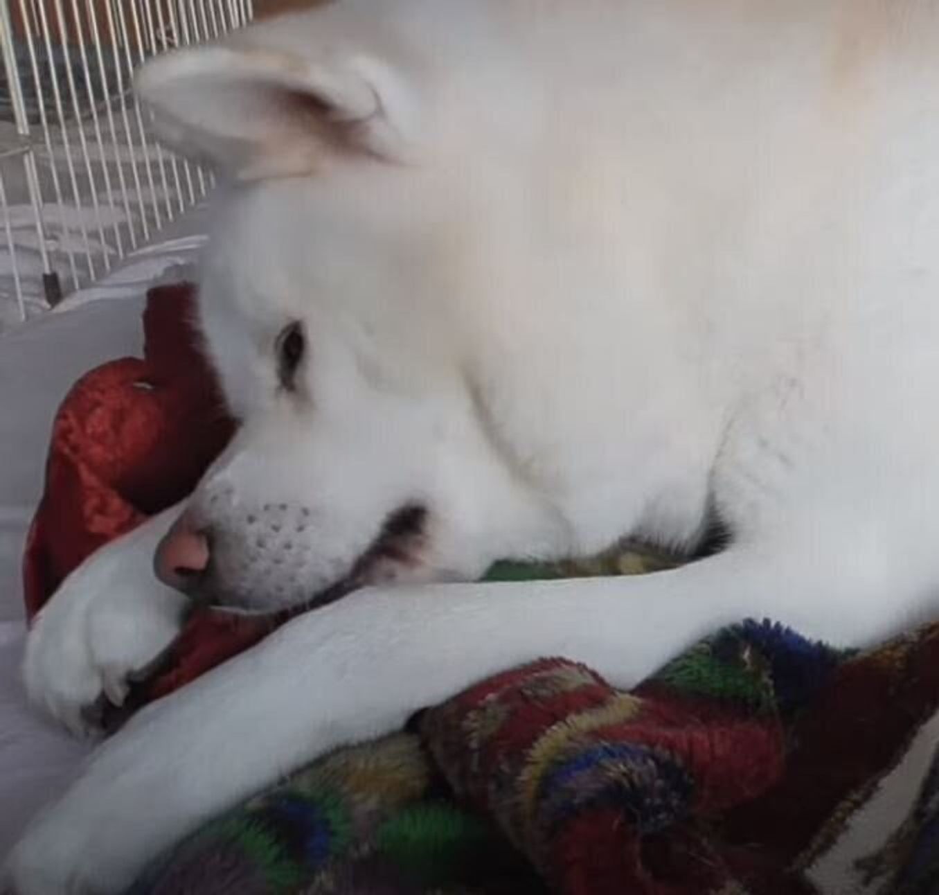 心も体もポカポカな秋田犬 おばあちゃんと先代犬の思い出がつまった毛布に包まれる いぬのきもちweb Magazine 心も体もポカポカな秋田犬 おばあちゃんと先代犬の思い出がつまった毛布に包まれる いぬのきもちweb Magazine