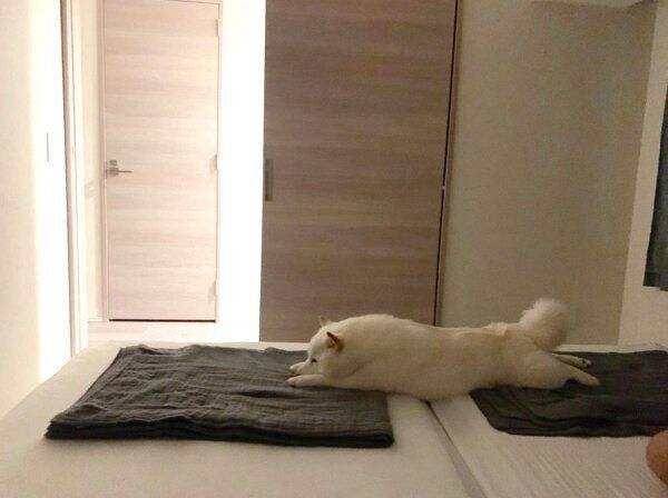 ベッドで大胆な寝方をするラッキーくん