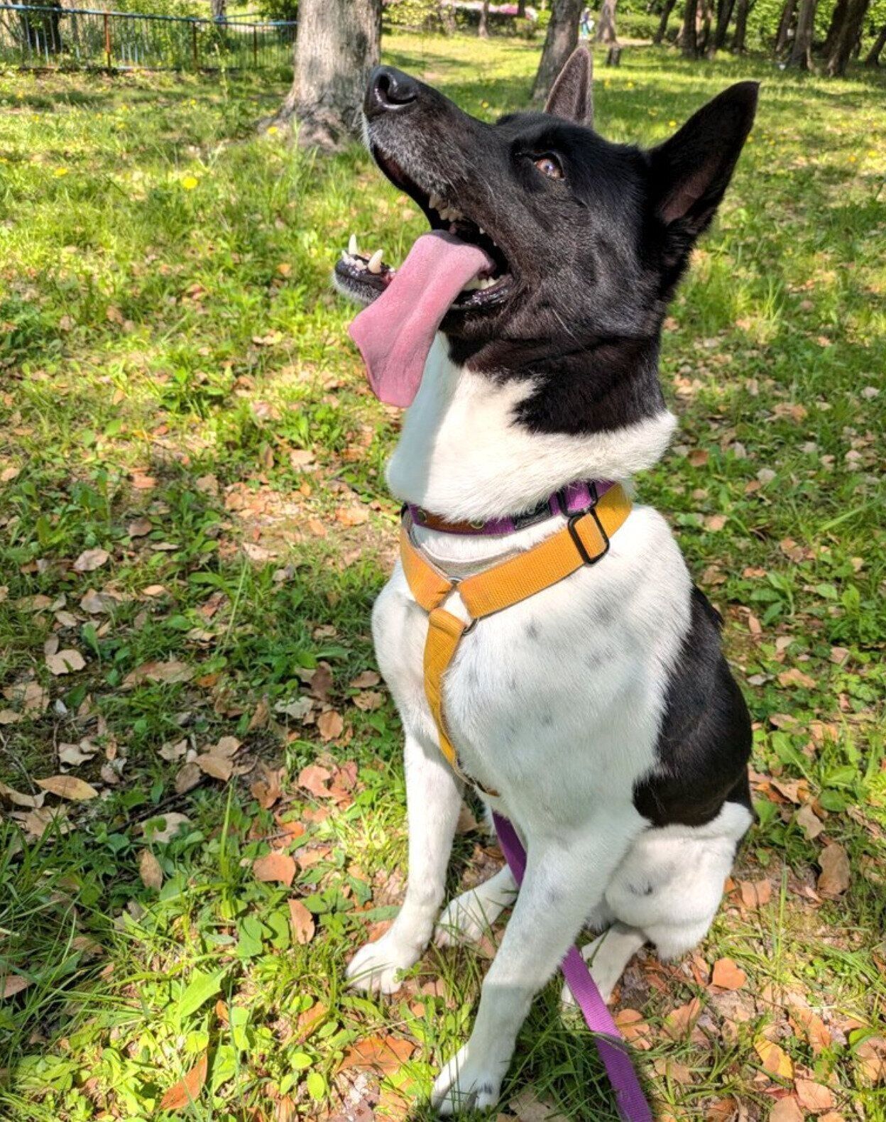 お座りする麦ちゃん