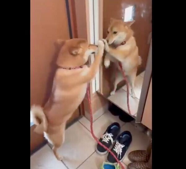 鏡に映る自分と闘うチロちゃん