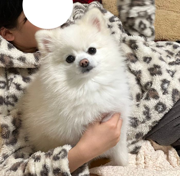 お姉ちゃんにくっつくぽんちゃん