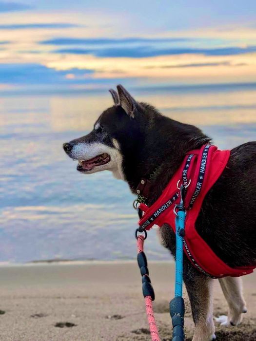海と柴犬