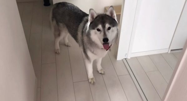 歯磨きが嫌いな犬