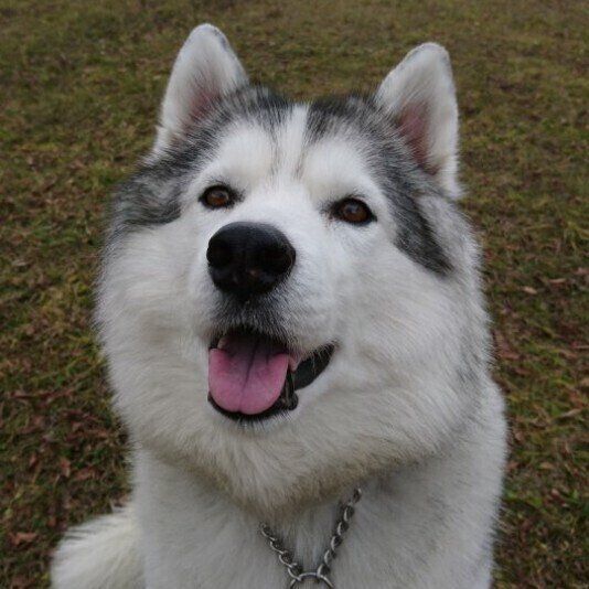 笑顔のシベリアン・ハスキー