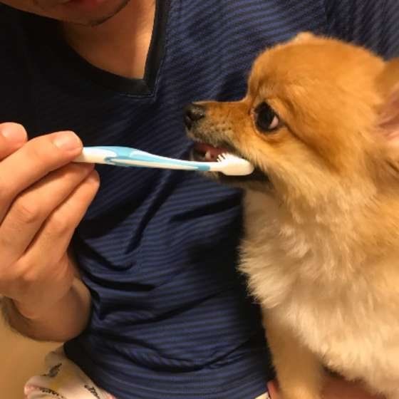 歯磨きするポメラニアン