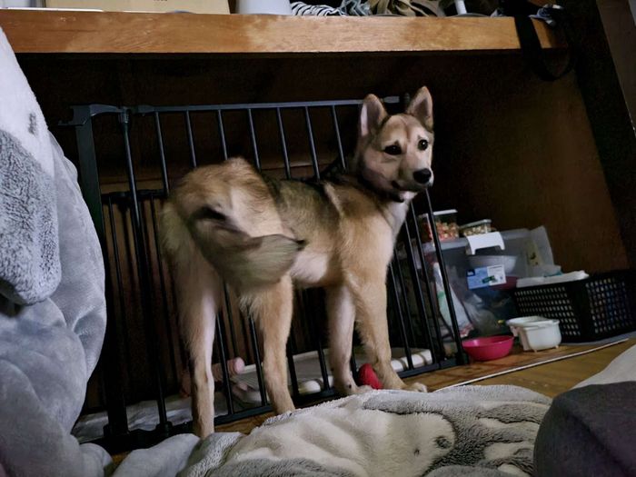 お迎えした頃の犬 生後5カ月