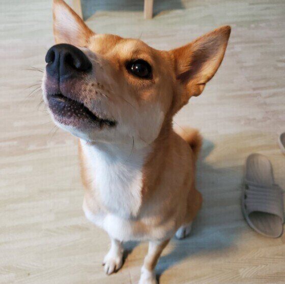 クンクンニオイをかぐ雑種犬