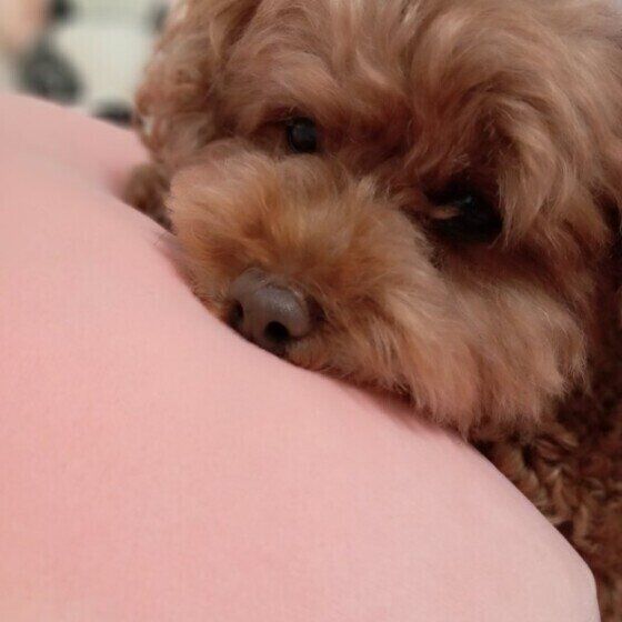 しょんぼり顔のトイ・プードル