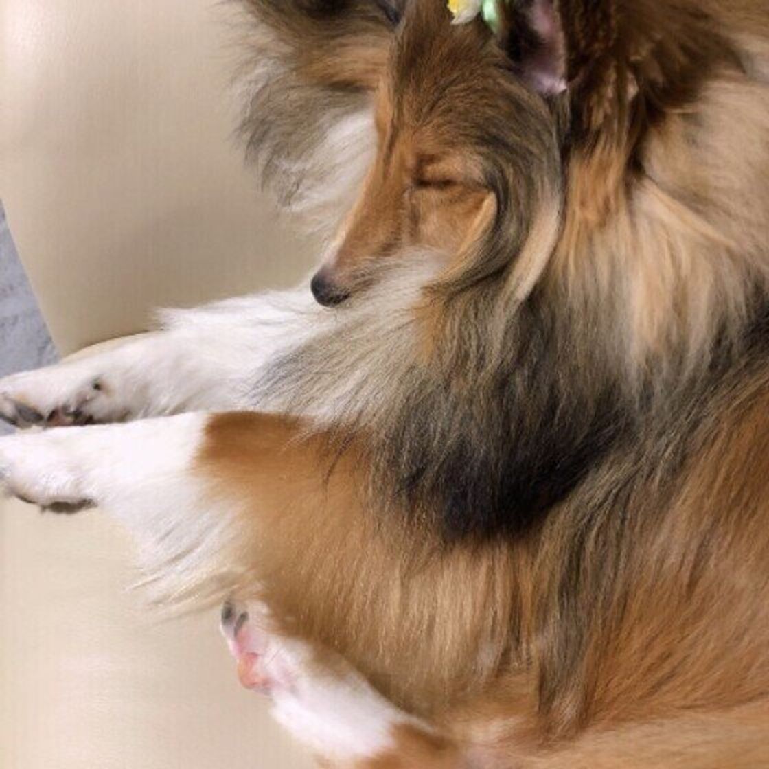 犬が飼い主さんの 足元で寝るとき のくっつき方で信頼度がわかる いぬのきもちweb Magazine 犬が飼い主さんの 足元で寝るとき のくっつき方で信頼度がわかる いぬのきもちweb Magazine