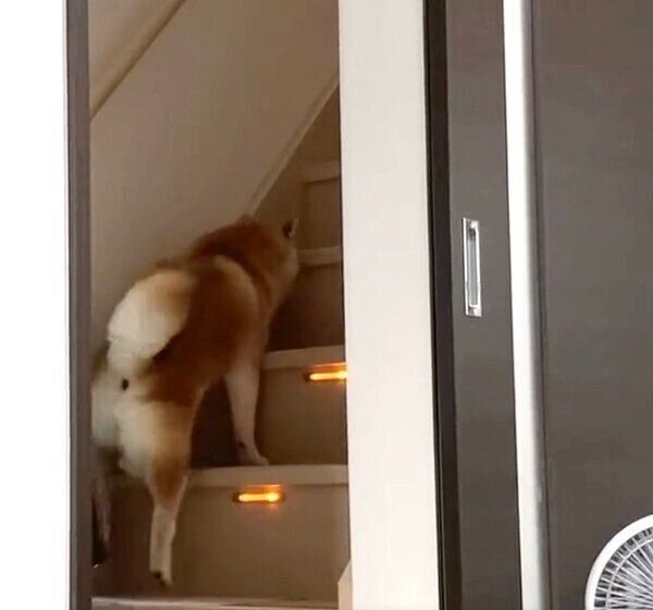 逃げるまるちゃん