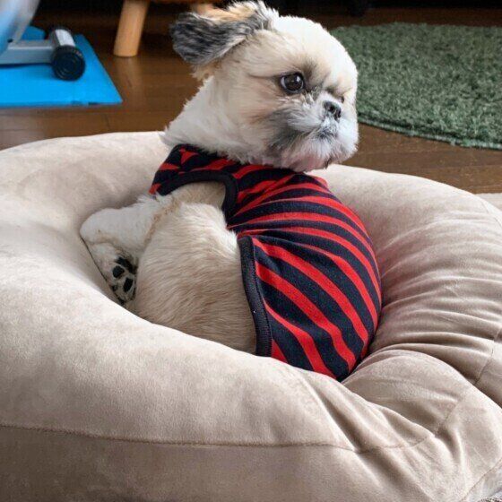 まったりするシー・ズー