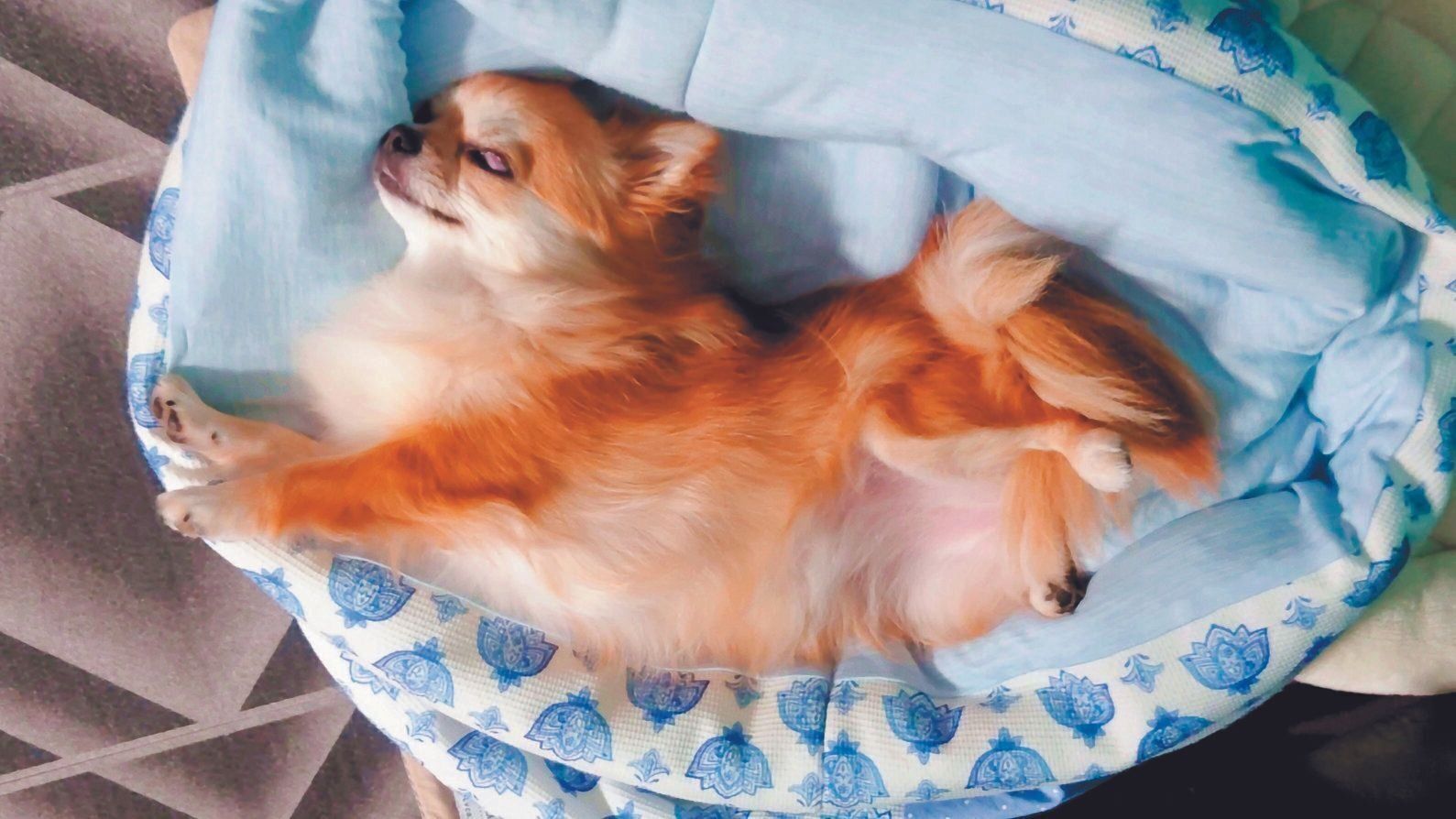 SARAちゃん（メス・４才／ 3.2㎏／チワワ）