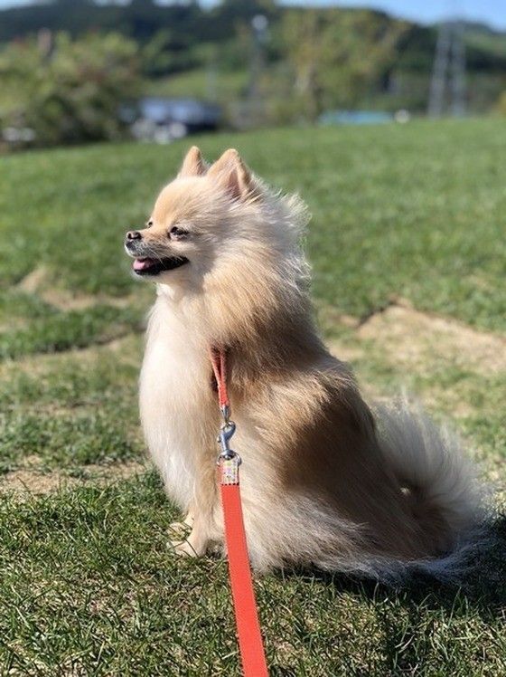 散歩中の愛犬のしぐさ それ ただのクセじゃなくて病気なのかも いぬのきもちweb Magazine