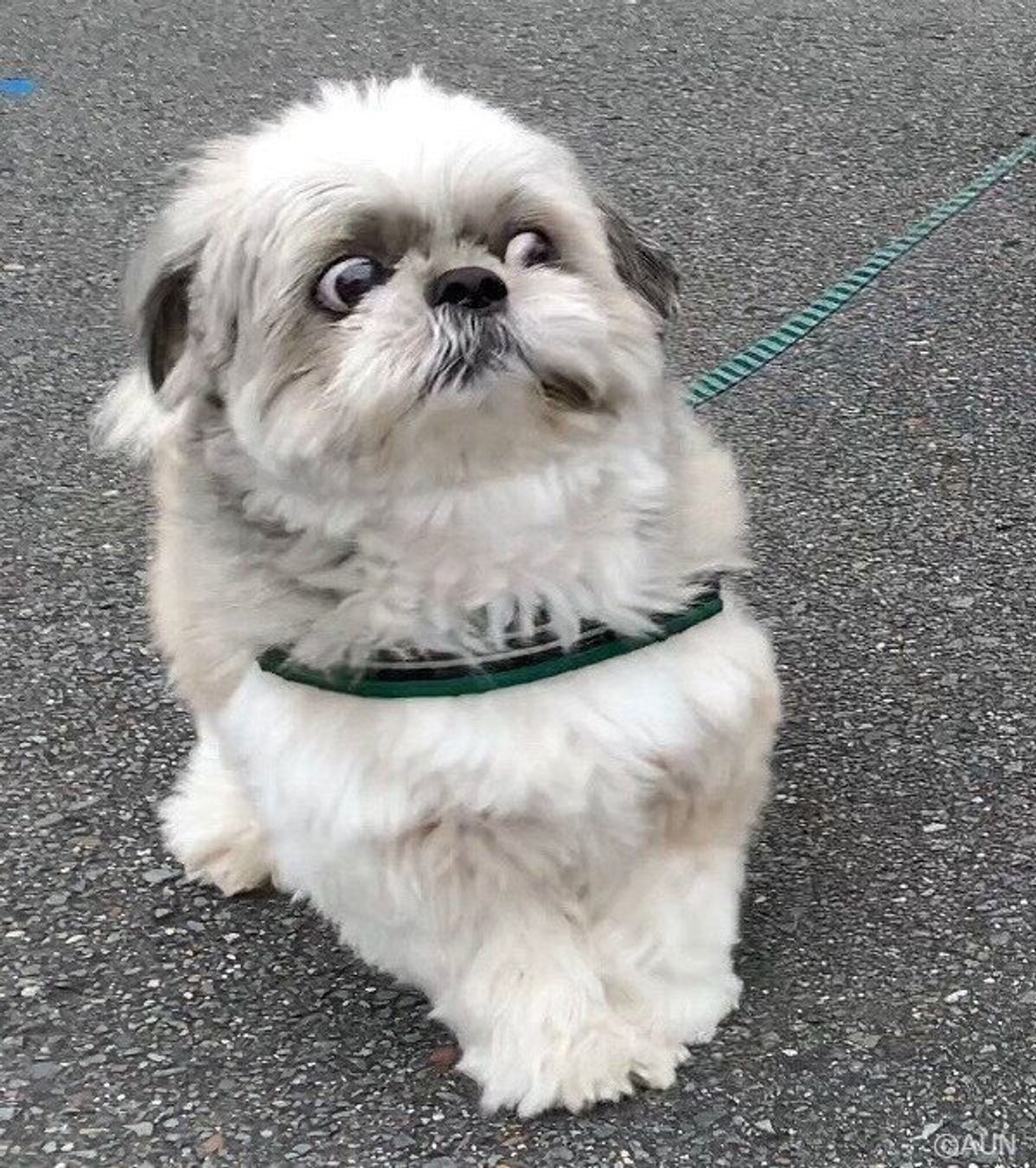 うちの犬 バズった 連載 シーズー犬のてんぽ 第49回 いぬのきもちweb Magazine うちの犬 バズった 連載 シーズー犬のてんぽ 第49回 いぬのきもちweb Magazine