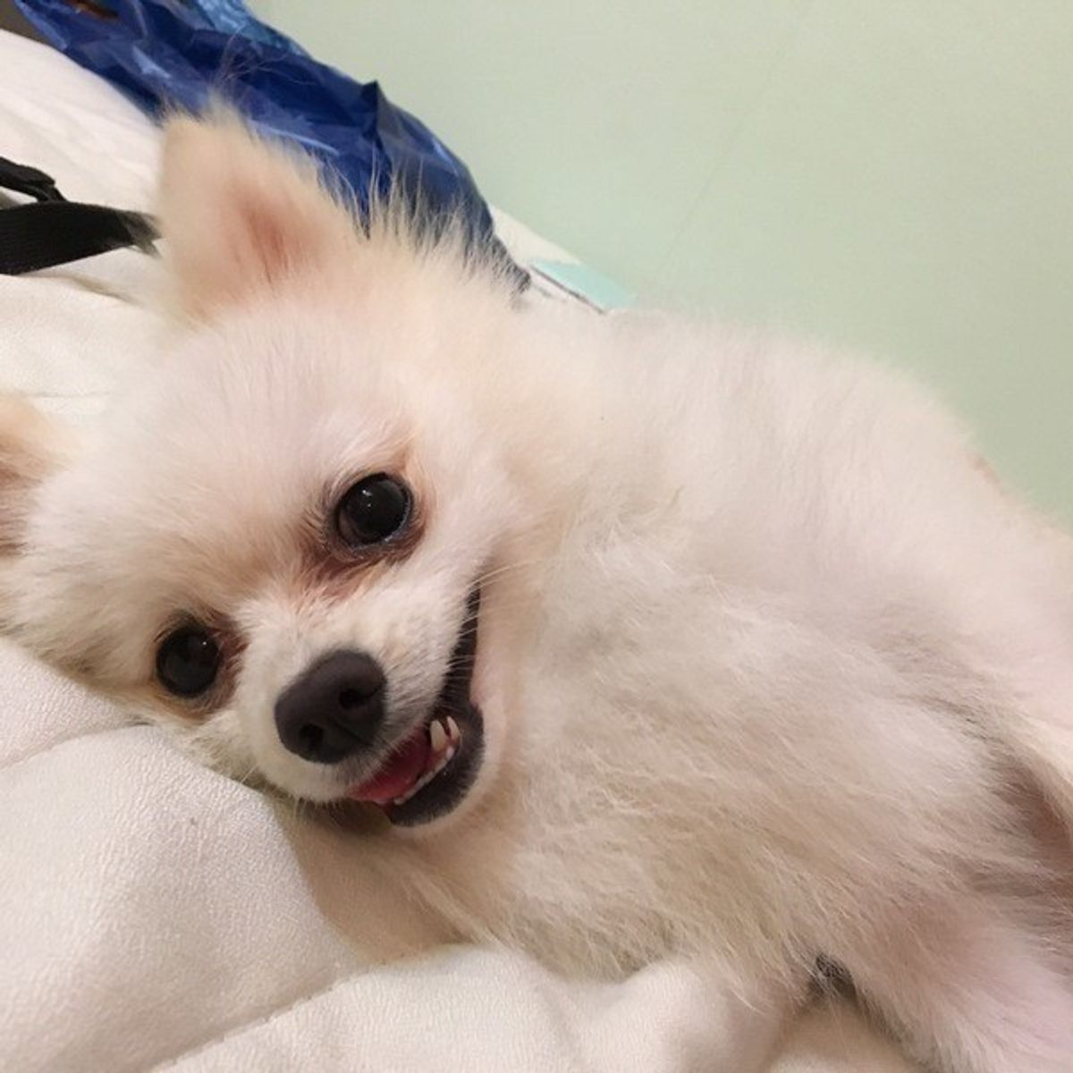 犬と仲良くなれる4つの魔法の言葉 いぬのきもちweb Magazine 犬と仲良くなれる4つの魔法の言葉 いぬのきもちweb Magazine