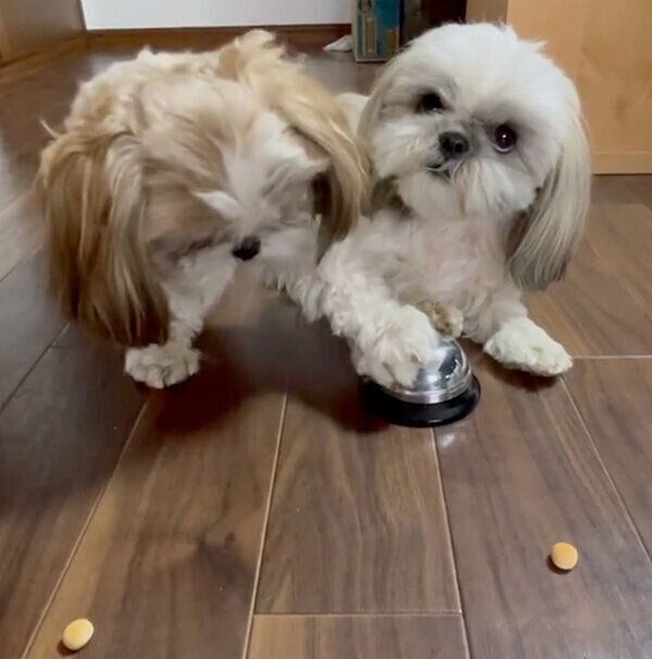 おやつを待つももちゃんと奈々ちゃん