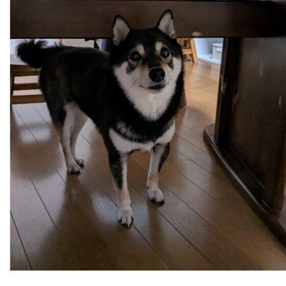 テーブルの下に潜り込む柴犬！