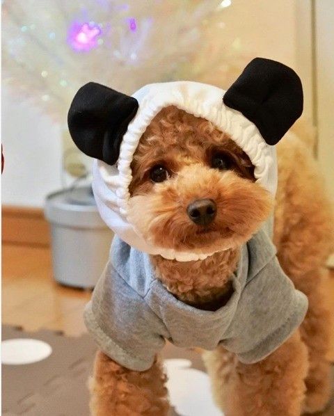 パンダの被り物のトイプードル