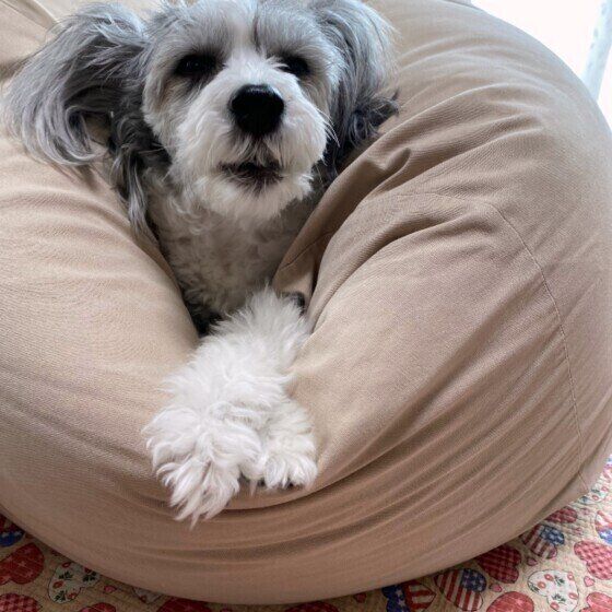 あくび後のチャイニーズ・クレステッド・ドッグ