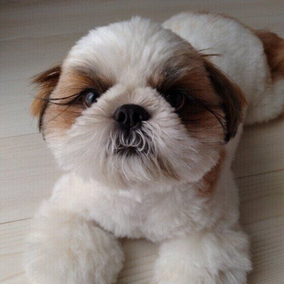 ”犬吸い”されているとき、犬はどんな気持ちなの？ いぬのきもち