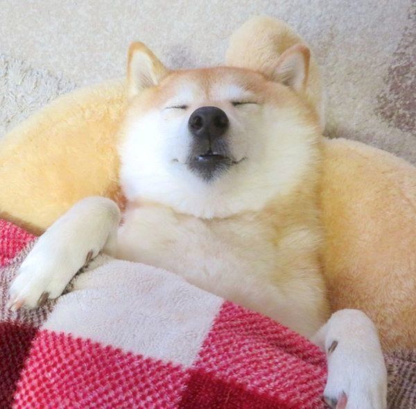 気持ちよさそうに眠る小麦ちゃん