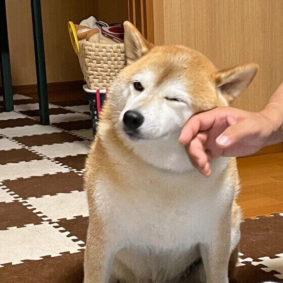 シニア犬の冬の過ごし方で気をつけることは？ 高齢の犬の体調管理でできること いぬのきもち