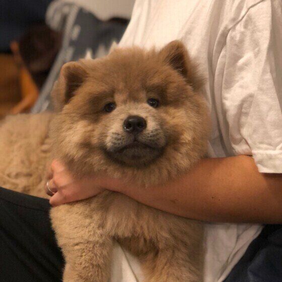 チャウ・チャウ