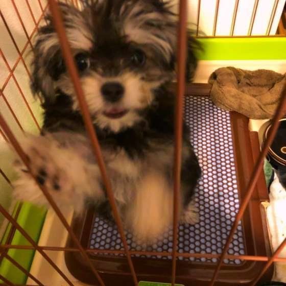 トイレに立つ犬