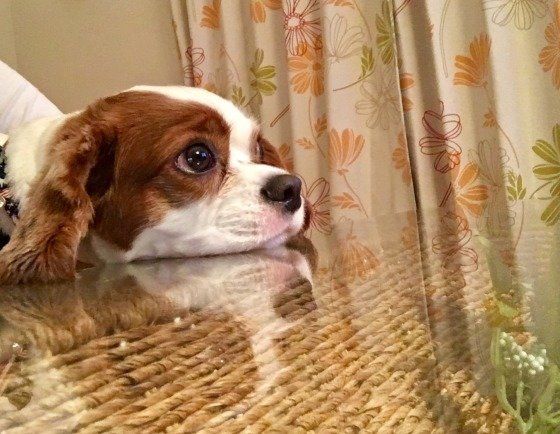 テーブルにあごのせしているキャバリア