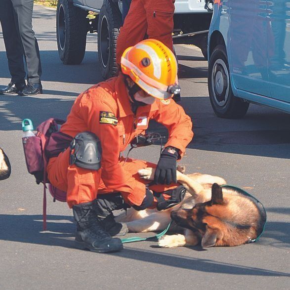 足元が悪いところの捜索が多いため、出動後は、木片やクギなどで犬が足をケガしていないか、入念にチェック
