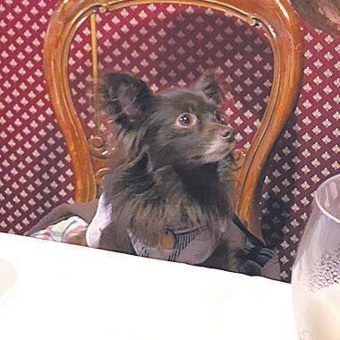 Nさん家に迎えられたミミちゃん（７才）。ミミはフランス語で〝かわいくてたまらない！〞の意味だそう