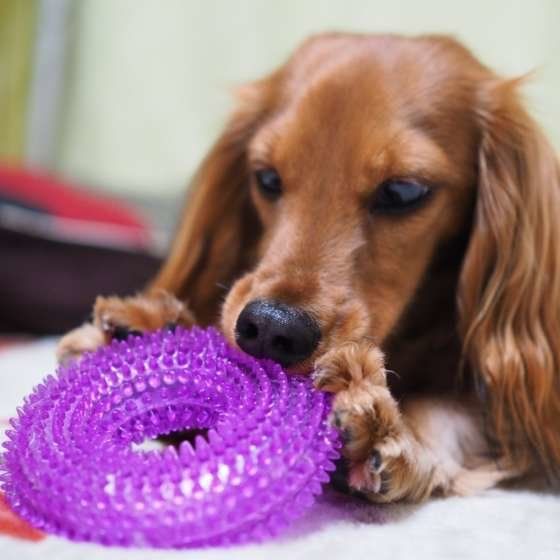 意外にもアクティブな犬種ランキングBest3