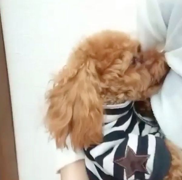 抱っこされながら寝ちゃうトイ・プードル