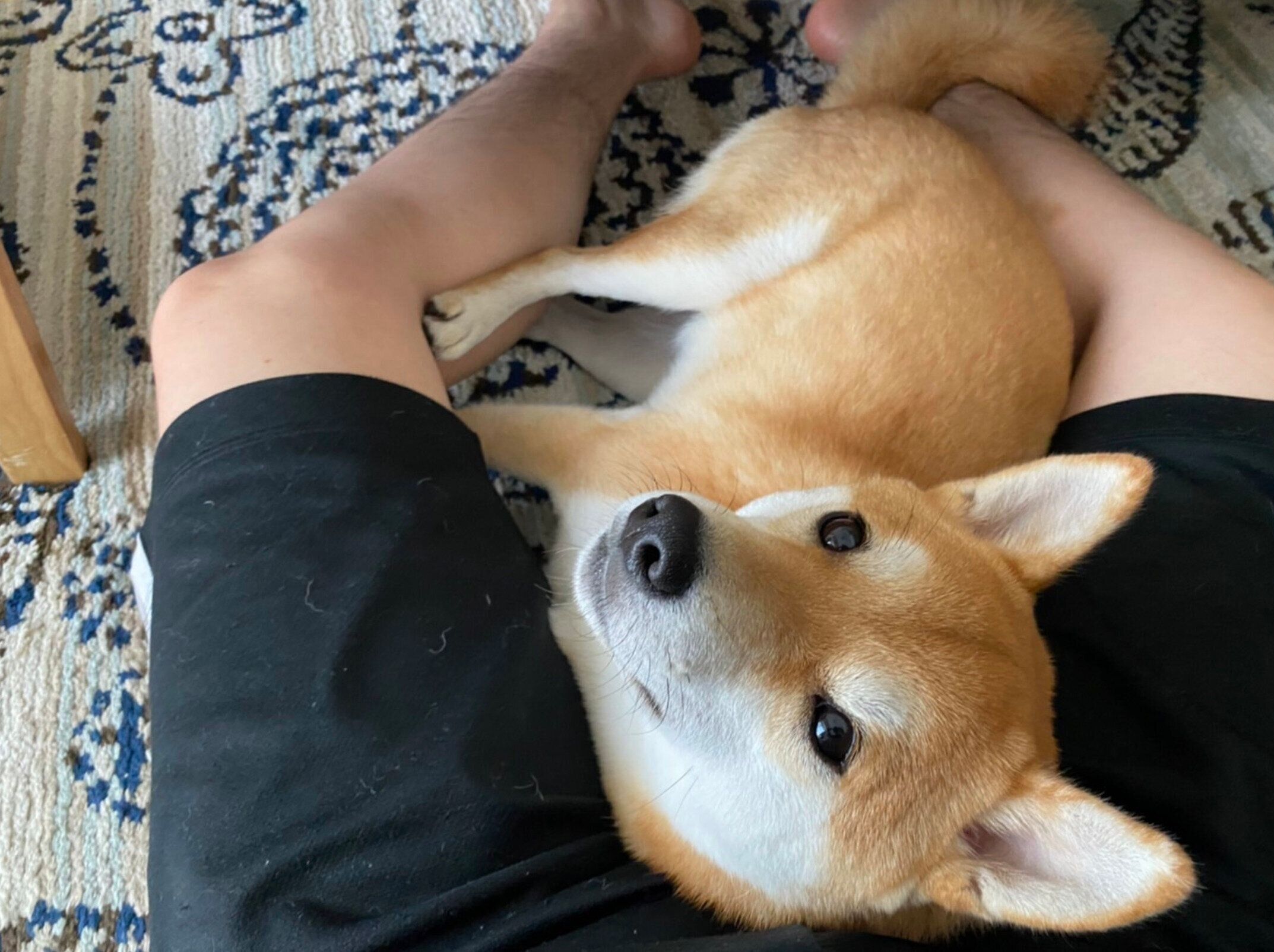 くつろぐきなこちゃん