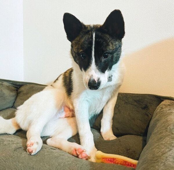 可愛いポーズをするデクちゃん